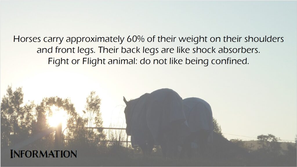 Being a flight animal, it is critical that the horse remain calm and don’t feel trapped. For those unfamiliar with horses, they carry around 60% of their weight on their shoulders, and use their hind legs more like shock absorbers.